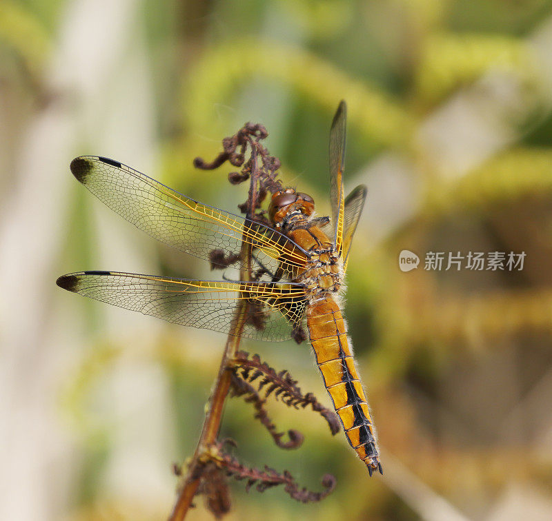 蓝色追逐蜻蜓(Libellula fulva)雌性